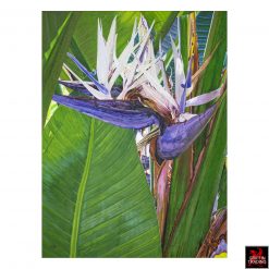 Bird Of Paradise Painting by Lisa Tennant